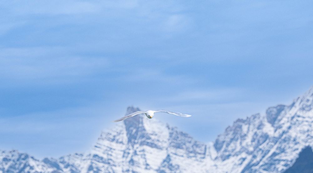 Glaucous Gull, East Greenland 2024