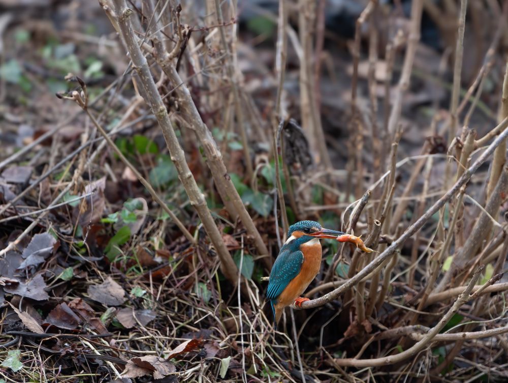 Kingfisher with a big fish