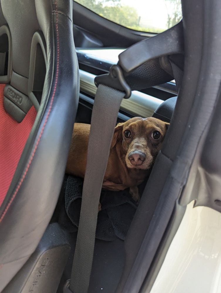 Weenie dog smooshed into the back of a car where he thinks there might be a backseat.
