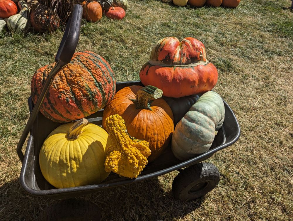 Picture of assorted pumpkins and squashes in a cart