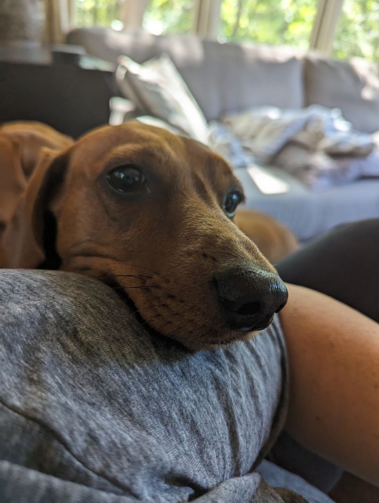 "starving" dachshund