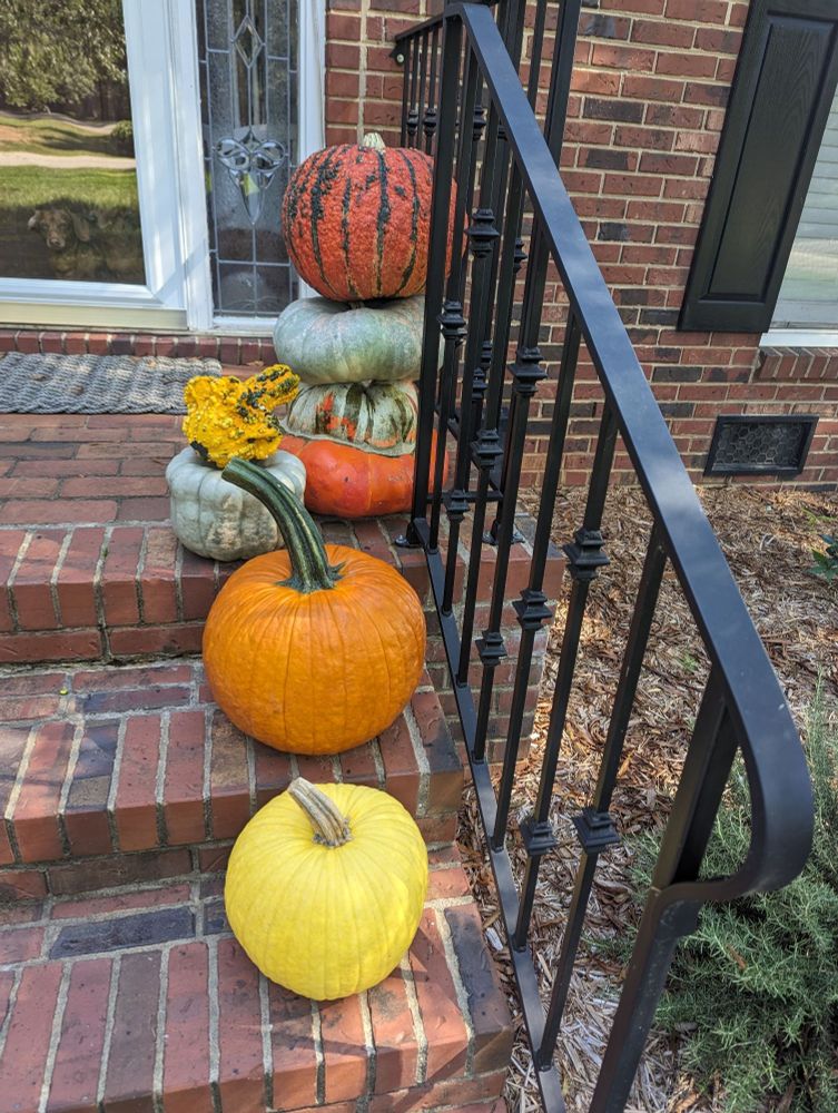 A variety of pumpkins going up brick steps with ankle biter dogs peering out through the glass door.