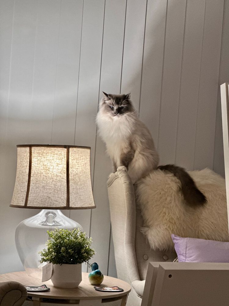 A ragdoll cat sitting on the top of a wingback chair looking at me from across the room with a sinister look on his face. 