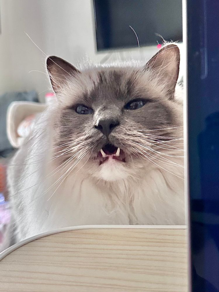 A blue mitted ragdoll mid meow. 
