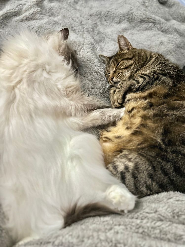 Two cats asleep on a heated throw. The left ragdoll has his feet in the air and his paws on the Tabby, the Tabby has his paws tucked under his chin and spotted tummy up. 