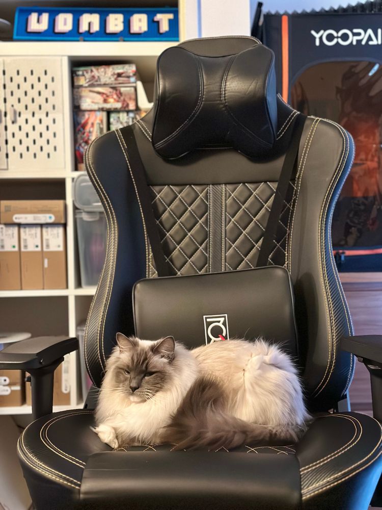 A blue mitted ragdoll sitting on a chair in craft room setting with an extremely smug expression. 