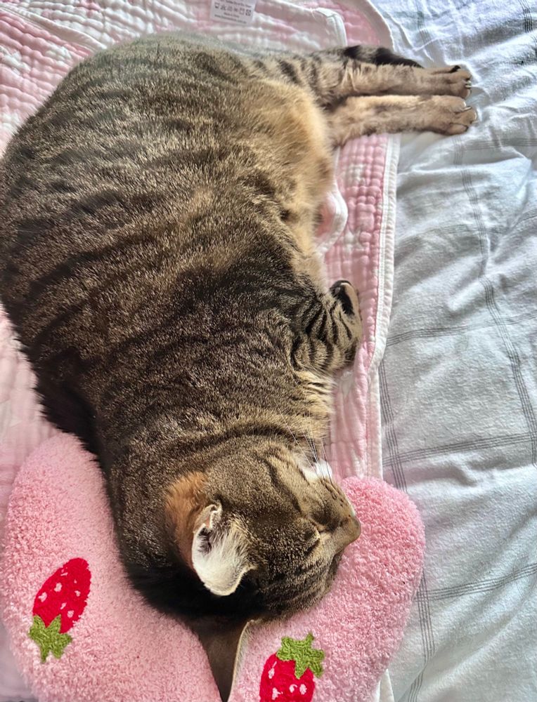 A tabby cat stretched out on his side on a pink blanket resting his head on a tiny pink strawberry cushion. 