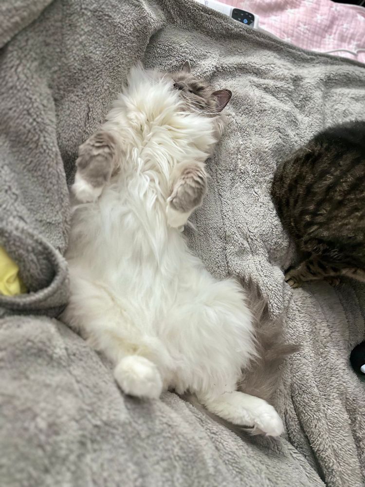 A cream and blue mitted ragdoll cat with mittens lying tummy up with all four paws in the air, sound asleep. 