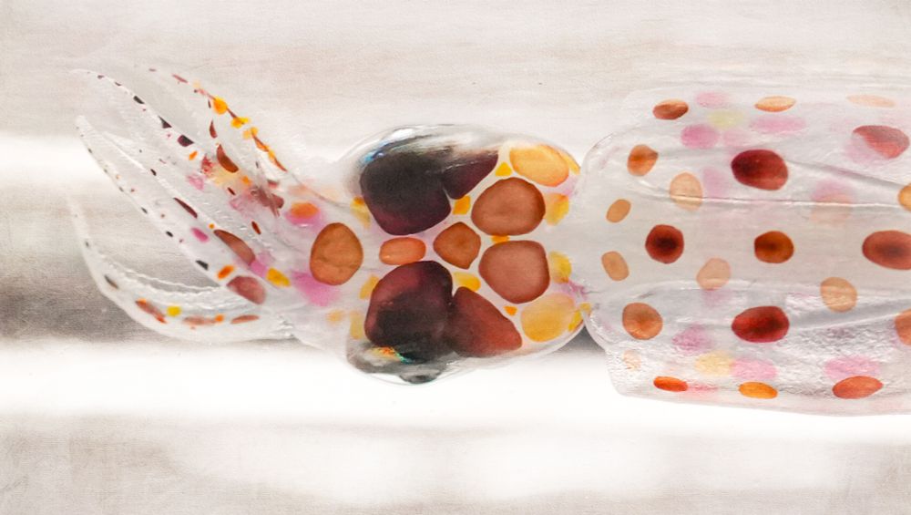 Juvenile squid with visible pink and orange chromatophores on a white background