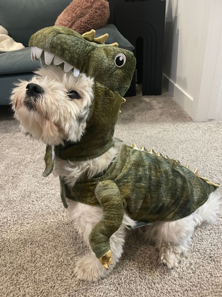 Little white dog in a dinosaur costume looking angry. 