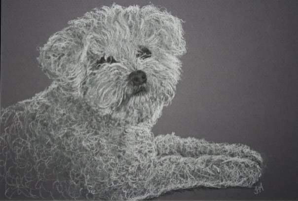 A pastel pencil drawing of a fluffy white bichon dog whose name was MaCherie