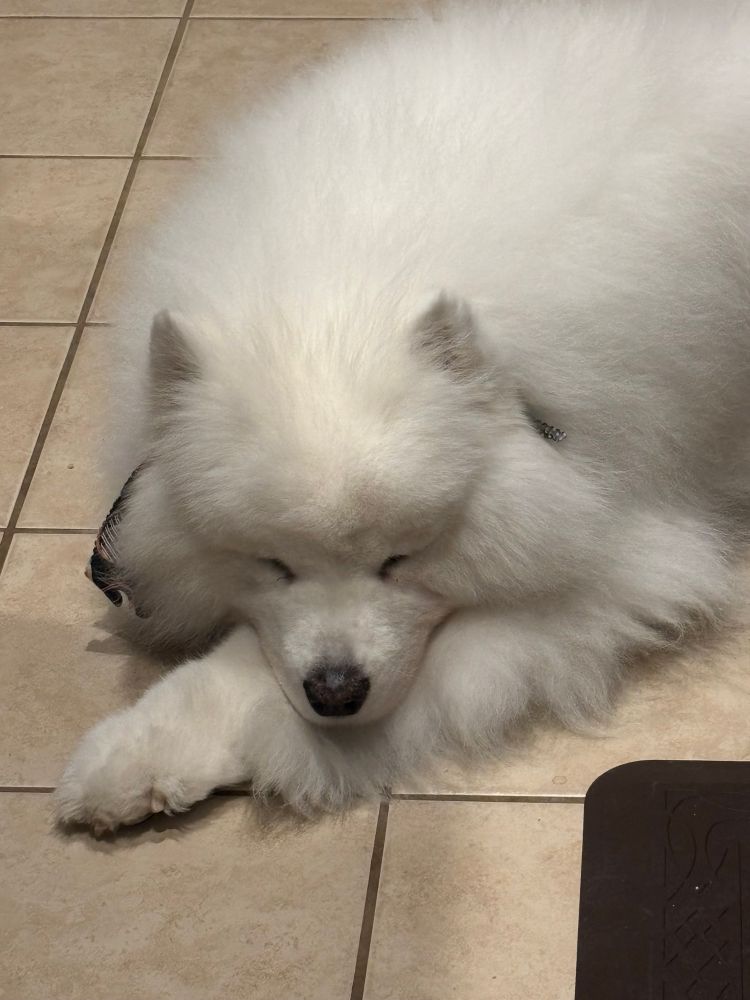 Big fluffy white Samoyed dog laying with his face on his front leg looking forlorn at the lack of sausage on the floor 
