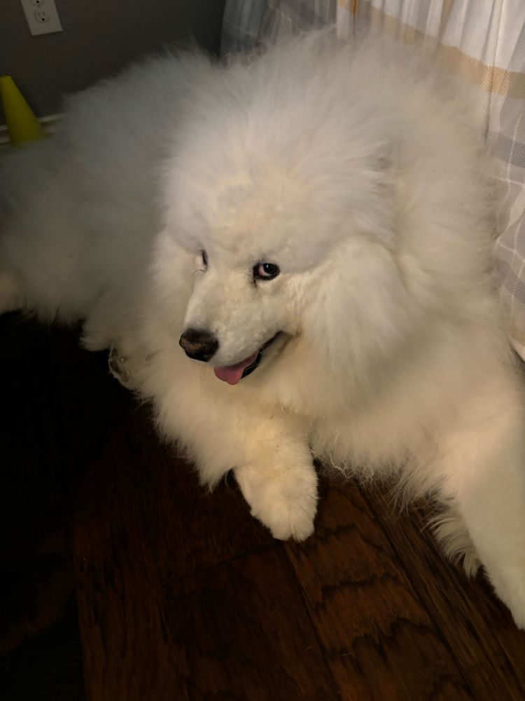 Fluffy white Samoyed dog laying on a wood floor next to a bed looking sideways towards the camera and giving a little grin as if to let you know he’s not only adorable but he knows it