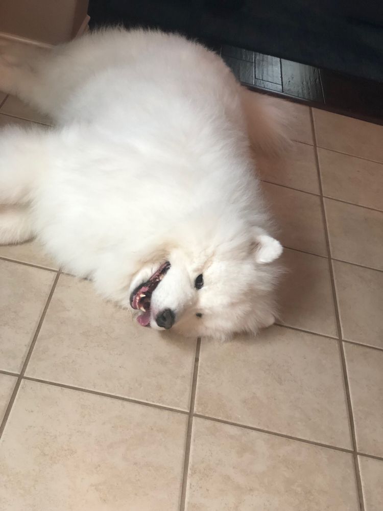 Picture of a massive fluffy white Samoyed dog laying on his side smiling at the camera with his tongue hanging out of the side of his mouth because his human called him the handsomest floof-a-doof in the world.