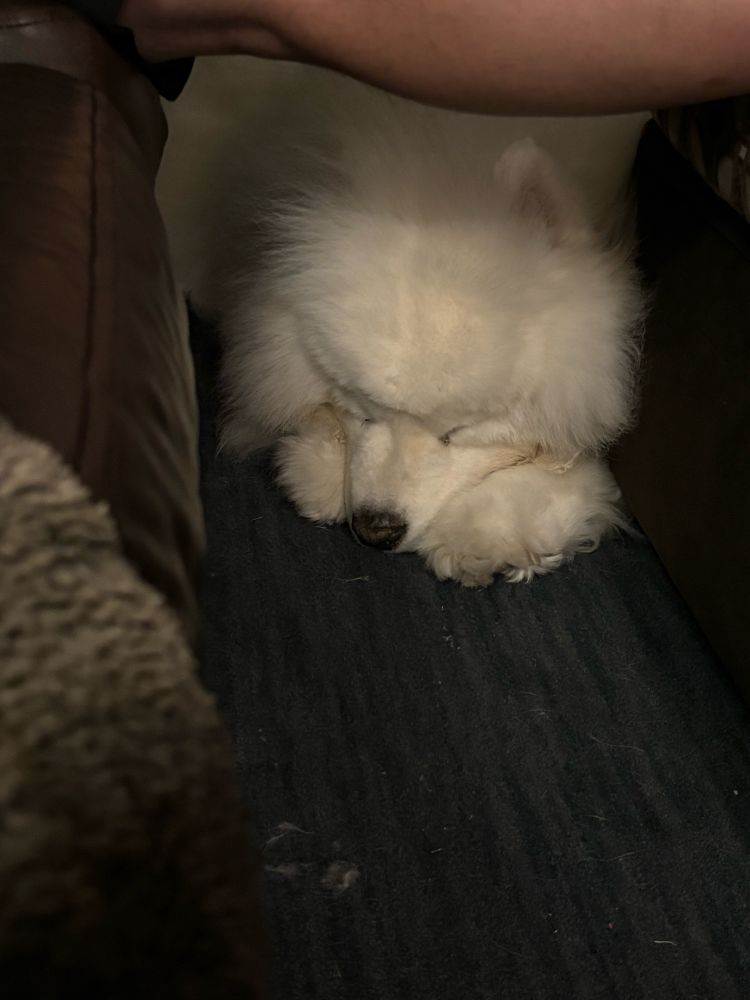 Fluffy white Samoyed dog sleeping peacefully with his face tucked between his front paws