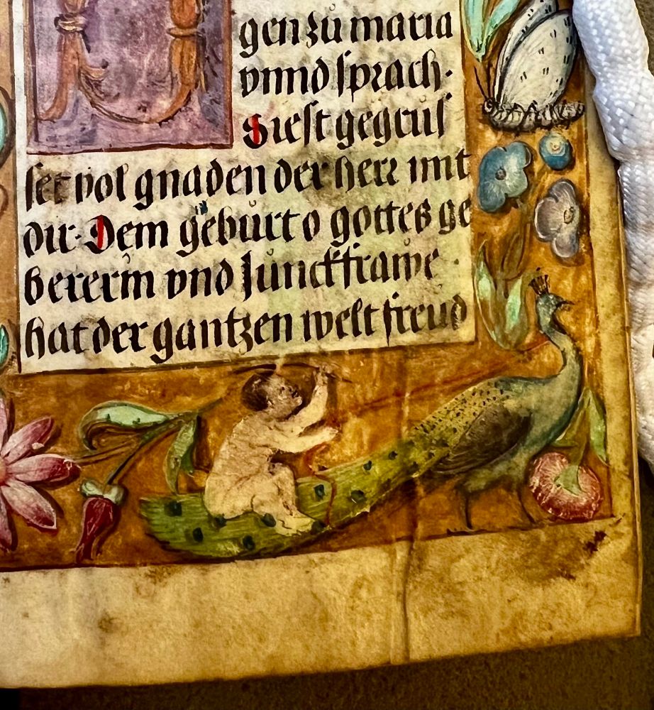Manuscript image of child riding a peacock