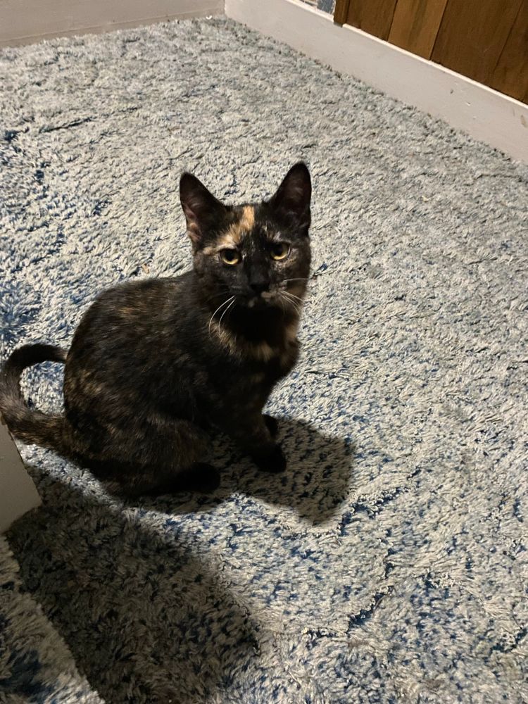 A tortoiseshell cat sitting on blue carpet