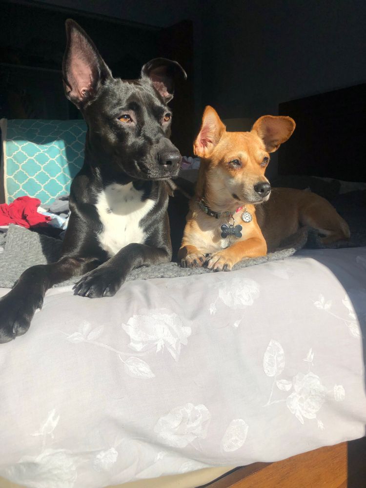 Two dogs on a bed looking away from the camera