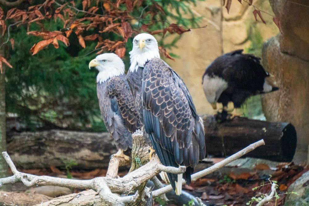 Bald eagles at the Cincinnati Zoo