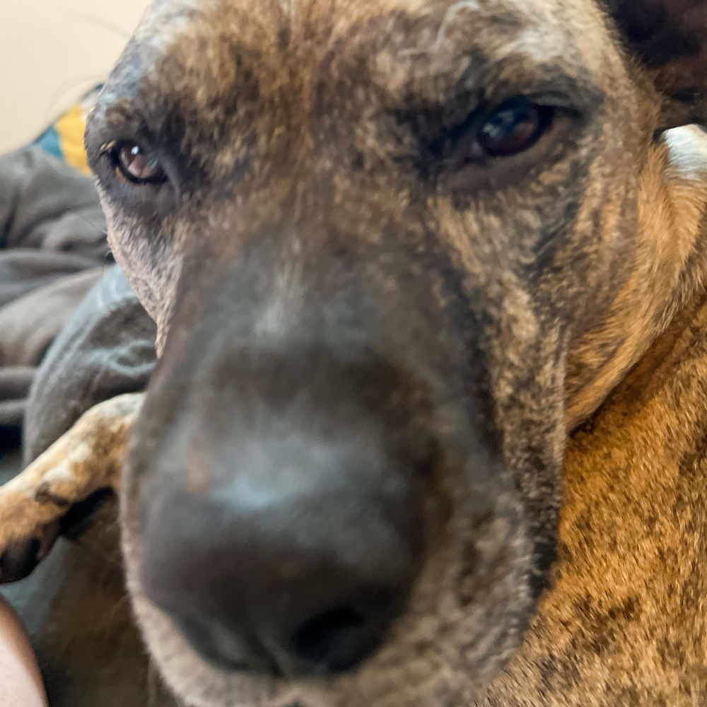 Extreme closeup photo of Dolly the brindle pitbulls face. 