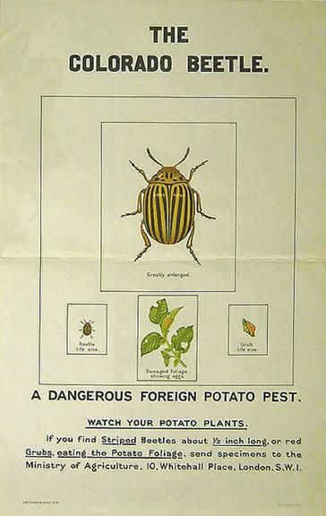 Ministry of Agriculture poster (date uncertain) warning about the colorado beetle, a "dangerous foreign potato pest". 

Image source:  https://collection.sciencemuseumgroup.org.uk/objects/co233464/the-colorado-beetle
