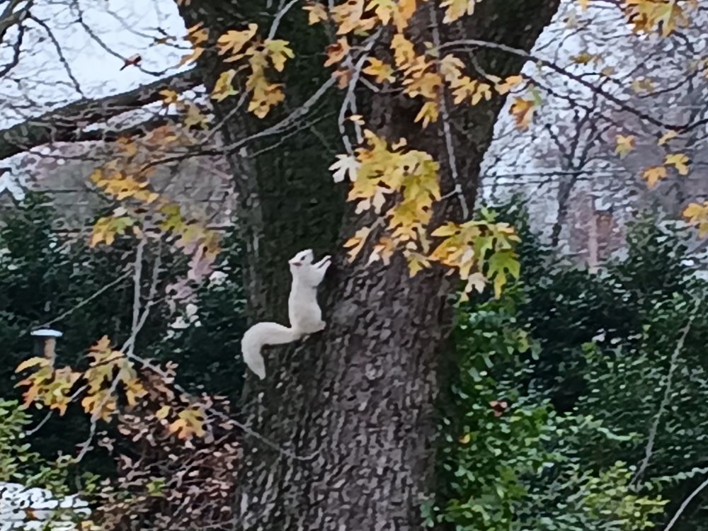 White squirrel of Olney climbing up a tree.