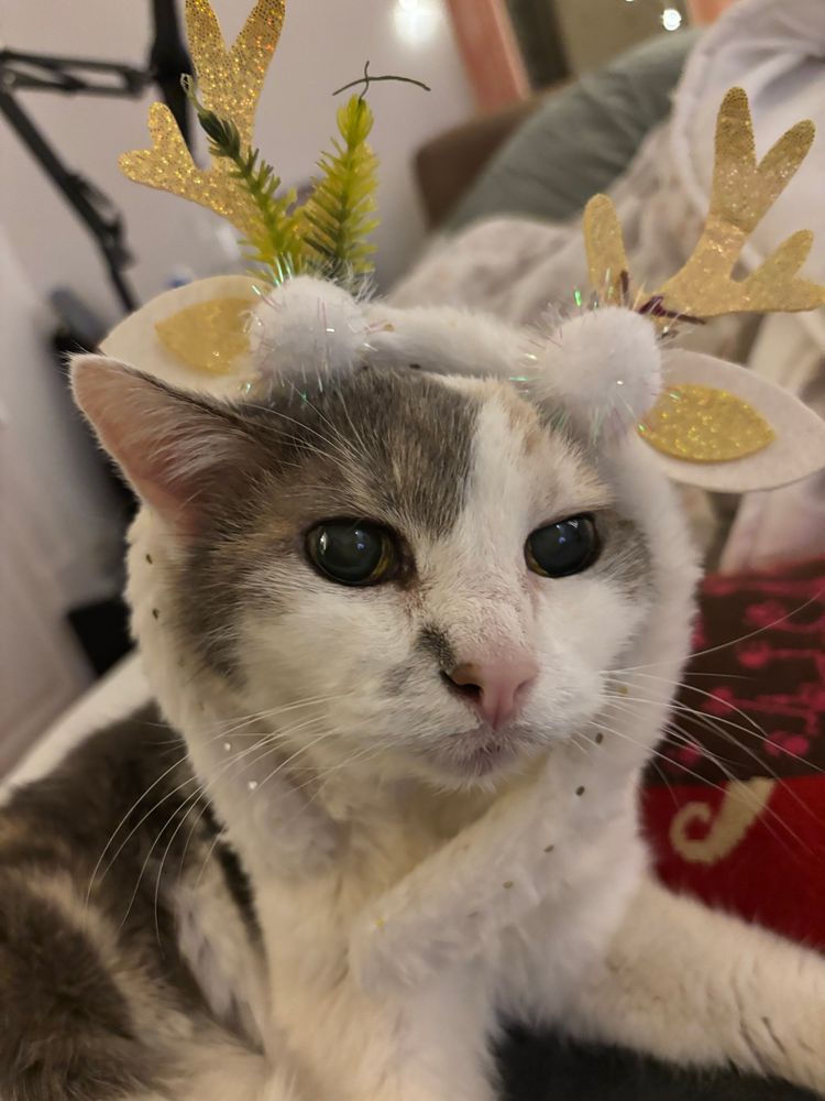 The cutest cat on the planet wearing tiny deer antlers