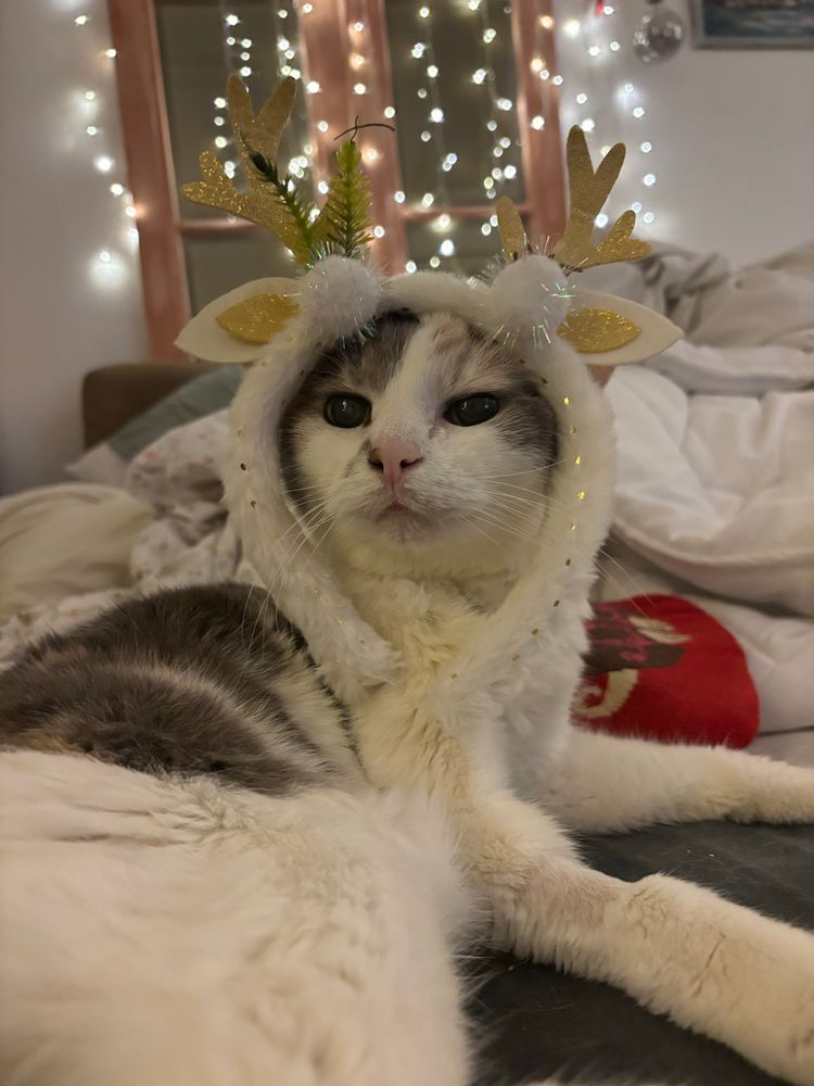 The cutest cat on the planet wearing tiny deer antlers