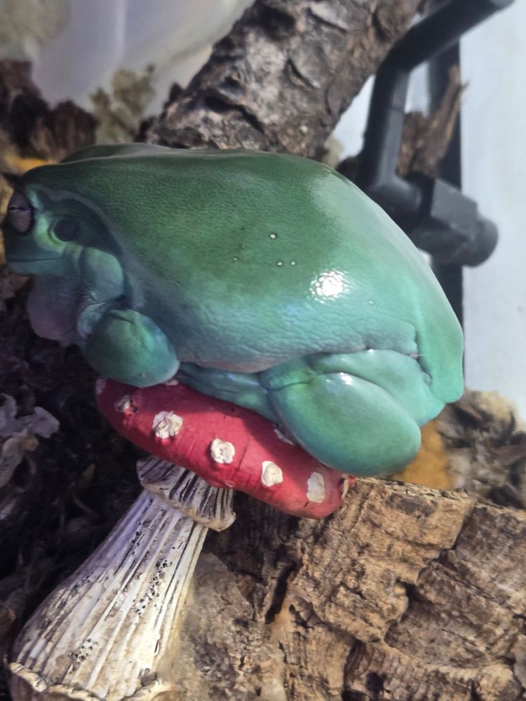 soup the australian whites tree frog sitting on a plastic mushroom