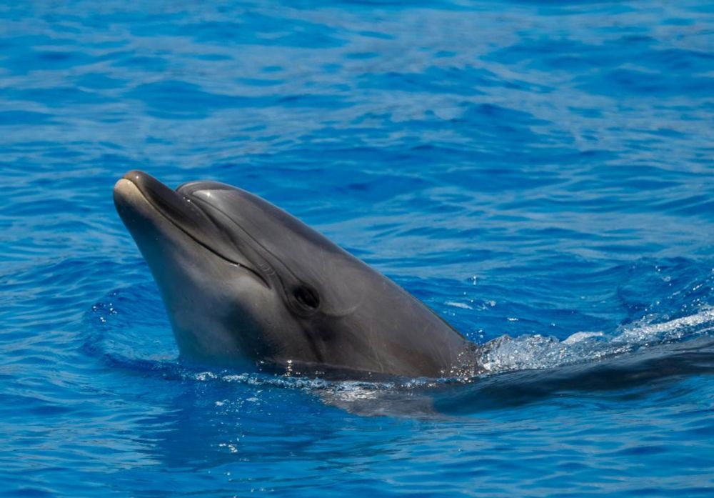 EU to bar large fishing boats from Bay of Biscay over dolphin risks • MUSER PRESS