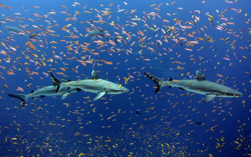 Sharks are abandoning stressed coral reefs as oceans warm • MUSER PRESS