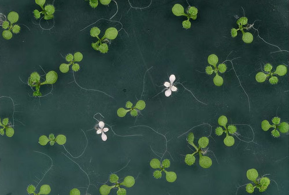 A photo of a mix of green and white Arabidopsis thaliana seedlings. They turn white when a particular gene is knocked out. Here, a tiny CRISPR system was used to modify the mother plant’s DNA, which the white seedlings inherited.