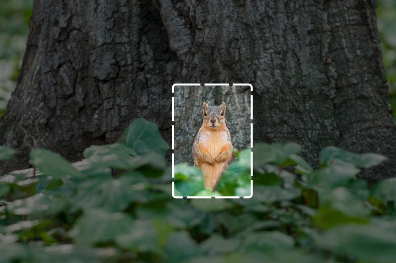 squirrel in the woods