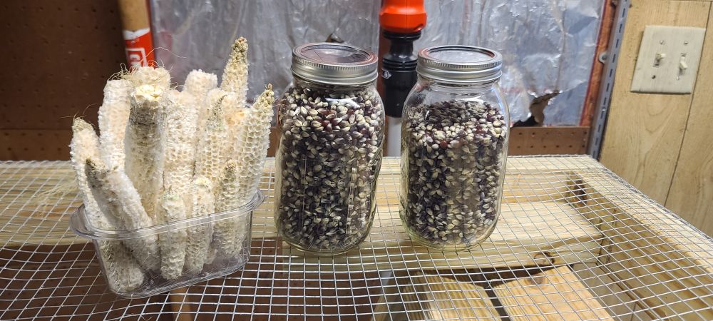 Bucket of spent popcorn cobs and nearly 2 full quarts of purple colored popcorn kernels.