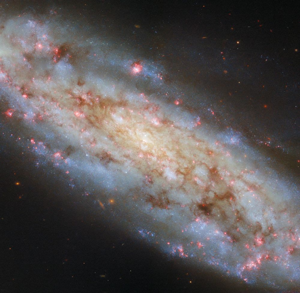 A spiral galaxy in space. It is seen tilted at an angle, as a stormy disc filled with clouds of stars and dust. It is coloured more yellowish in the centre, and bluer out to the edge of the disc, where the ends of curved spiral arms break away from the disc. Spots of red light scattered through the galaxy mark where stars are actively forming. The galaxy is on a black background
