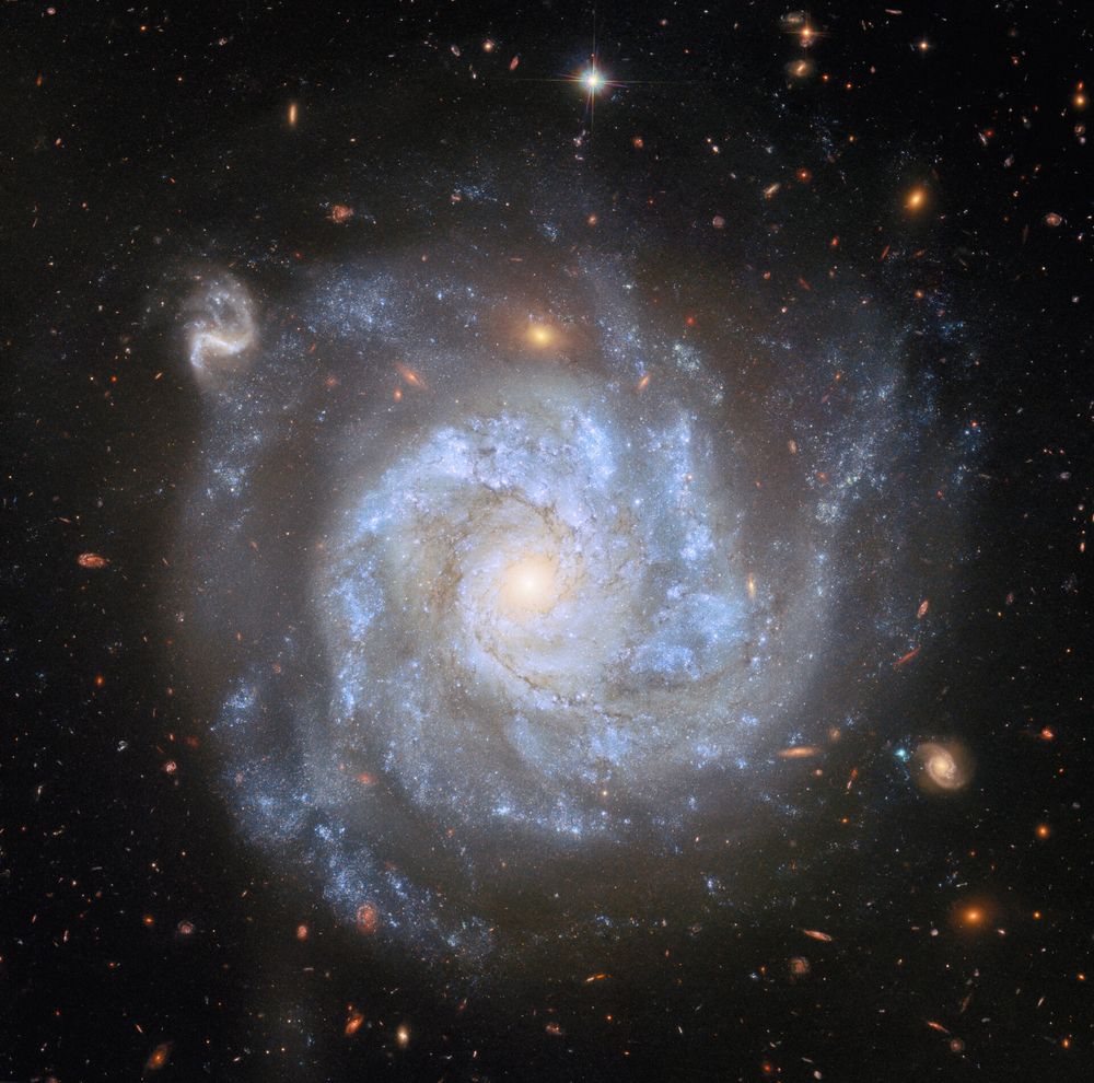 A top-down view of spiral galaxy NGC 1309, showing its brightly shining centre, its broad spiral arms and the faint halo around its disc, as well as distant galaxies and stars on a dark background. Large blue clouds of gas speckled with small stars and strands of dark dust swirl around the galaxy’s disc. A couple of the background galaxies are large enough that their own swirling spiral arms can be seen.