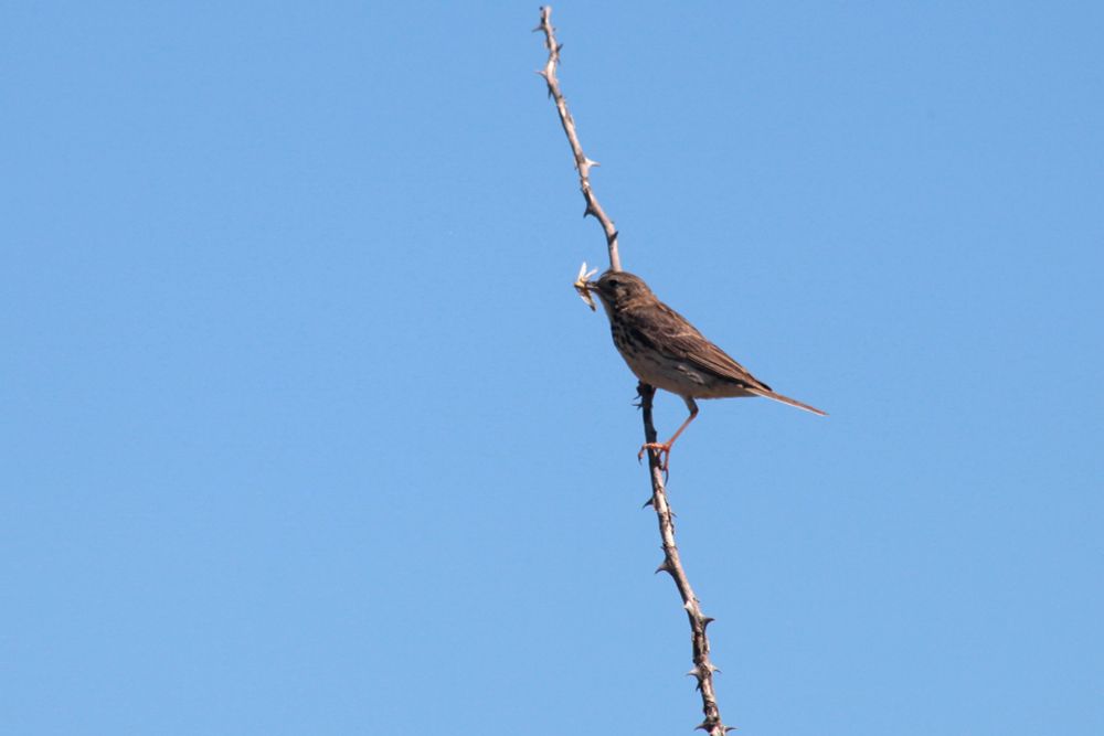 small brown bird with pale breast flecked with dark, clings to vertical thorn branch against a bright blue sky. In it's beak, a moth or large fly.