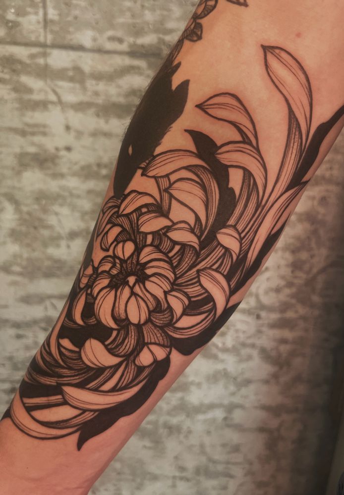 The image is a photo of a black and grey tattoo of a chrysanthemum on a man’s forearm. The tattoo is done in black line work with solid black elements and sole soft dot shading details. 