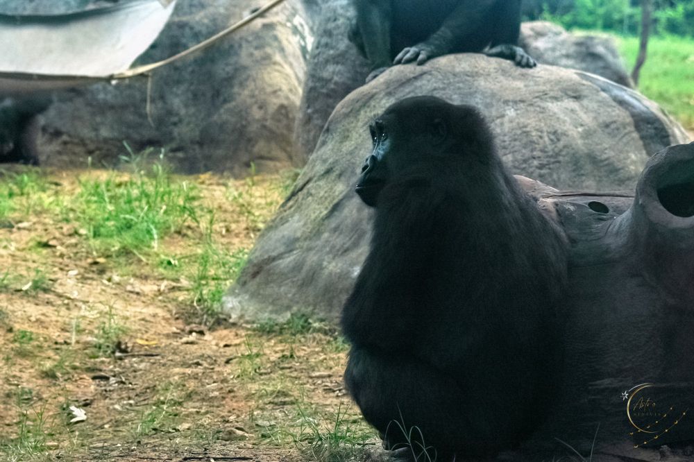 A gorilla sits in a calm and thoughtful pose. The primate, with dark fur and a reflective gaze, faces to the right while resting near a rocky environment. Surrounding the gorilla, there are natural elements, including patches of green grass, dirt, and large rocks. A hammock-like structure can be seen in the background, and another gorilla is partially visible on top of a nearby rock. The scene feels tranquil, with a soft, natural ambiance.