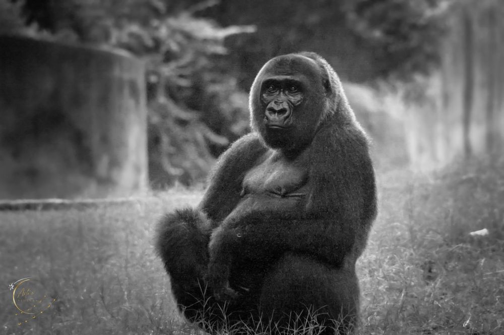 A gorilla is sitting upright on the grass in this black-and-white photo. The gorilla gazes directly into the camera with a calm and contemplative expression, its arms resting near its lap. The background features soft, out-of-focus natural surroundings, including trees and vegetation, creating a serene and peaceful atmosphere. The composition highlights the gorilla’s strength, intelligence, and quiet demeanor.
