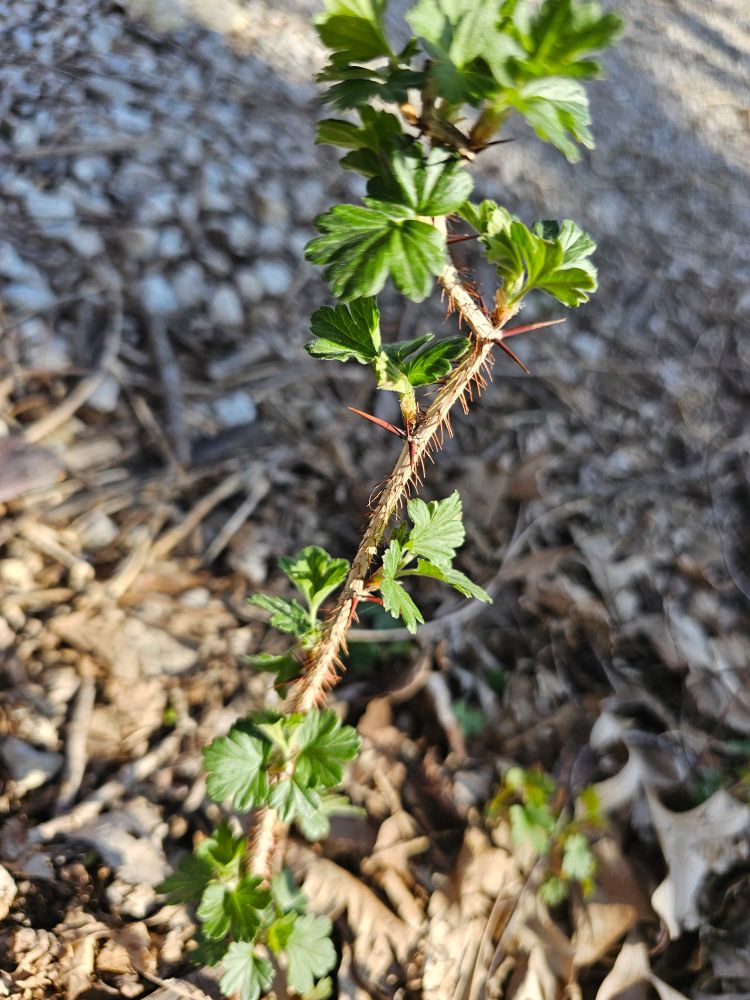 Photo of a single stemmed plant with thorns along the stem and some small leaves