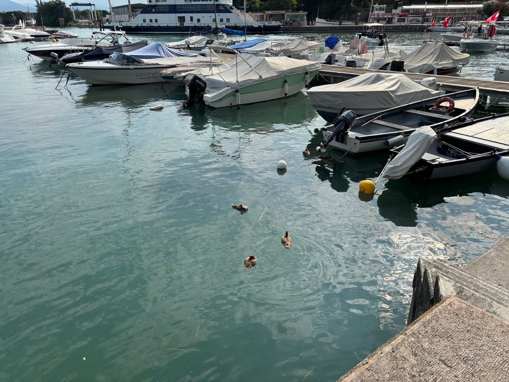 Harbour and ducks