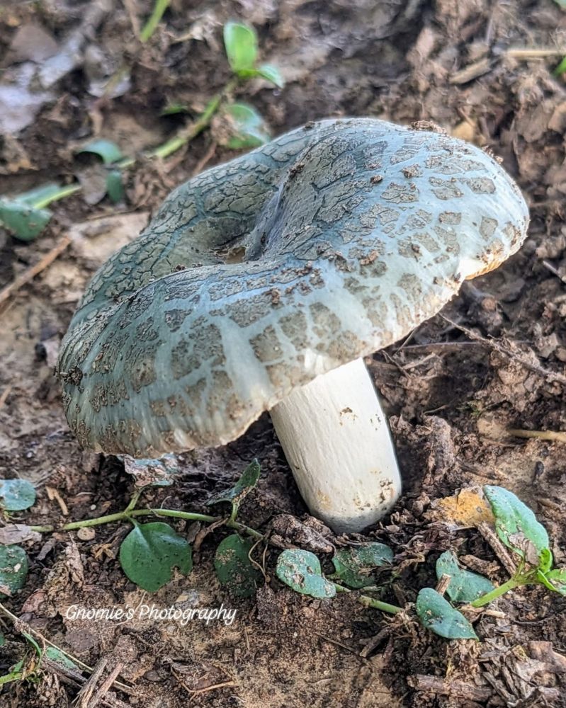 This bluish green mushroom with a crackled surface, white stem, and white gills was growing under the oak tree near the picnic table. 