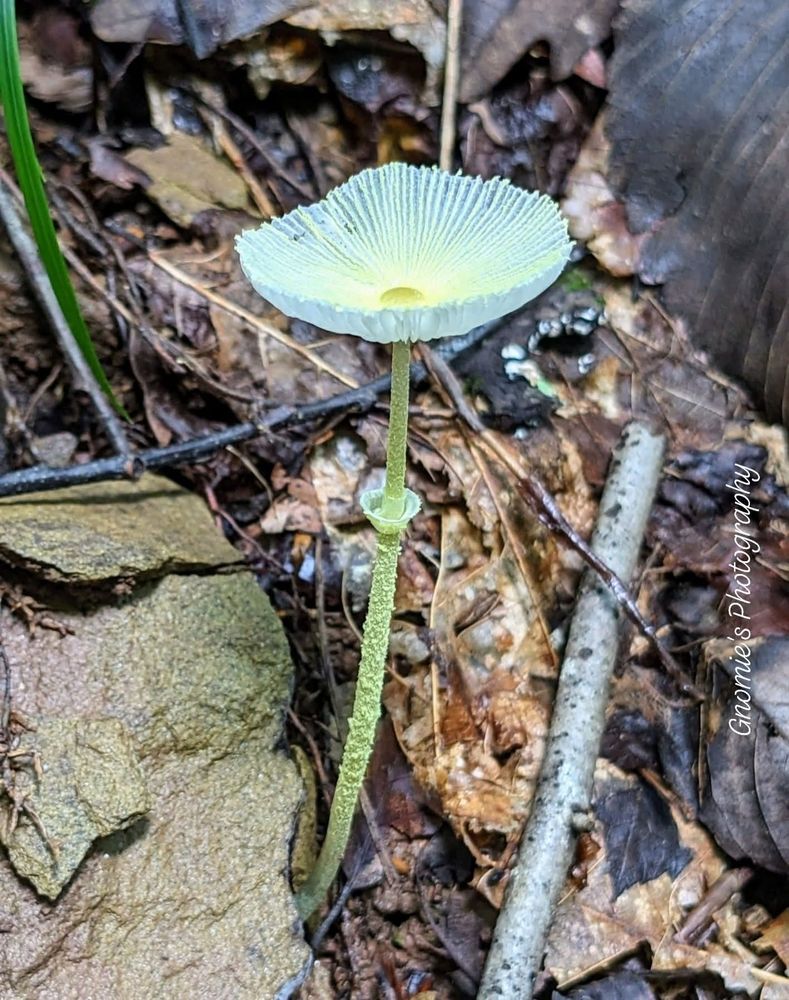 A delicate white mushroom on a slender green stem. Kinda resembles a white flower or an inverted umbrella. 