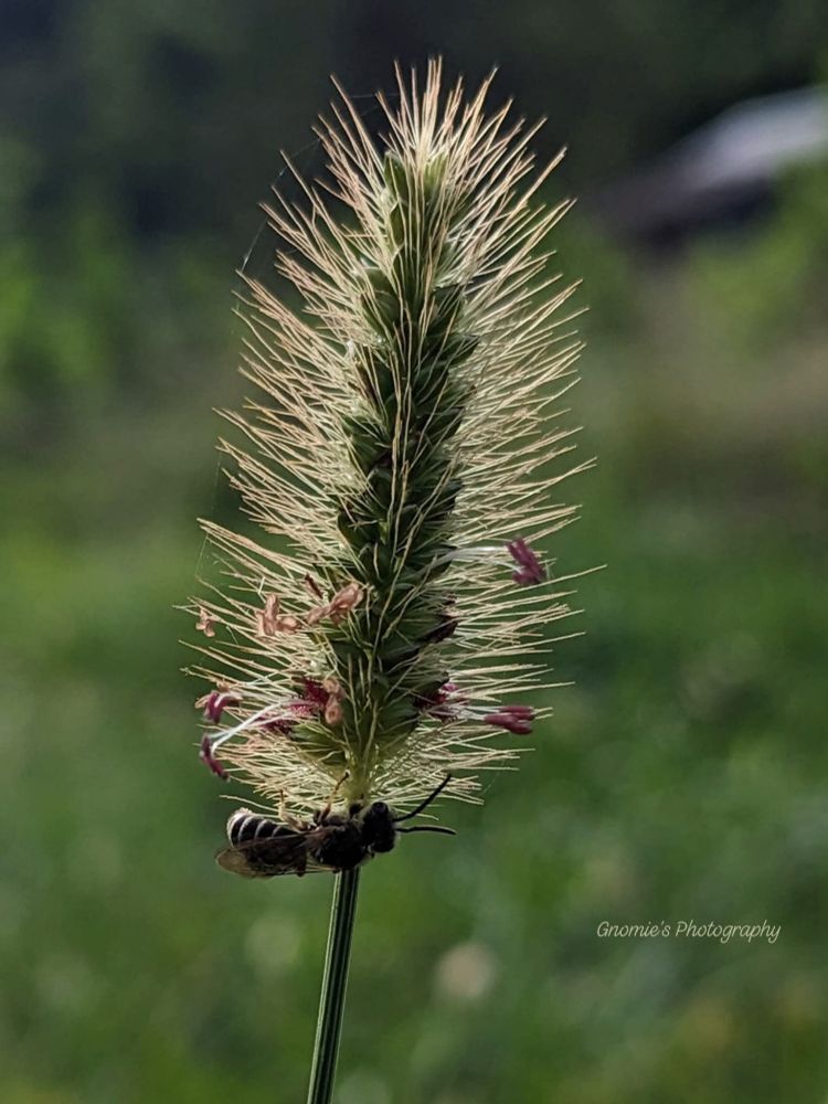 Close-up photo of a yellow foxtail stalk with a little bee at the bottom. Lawn out of focus in the background. 