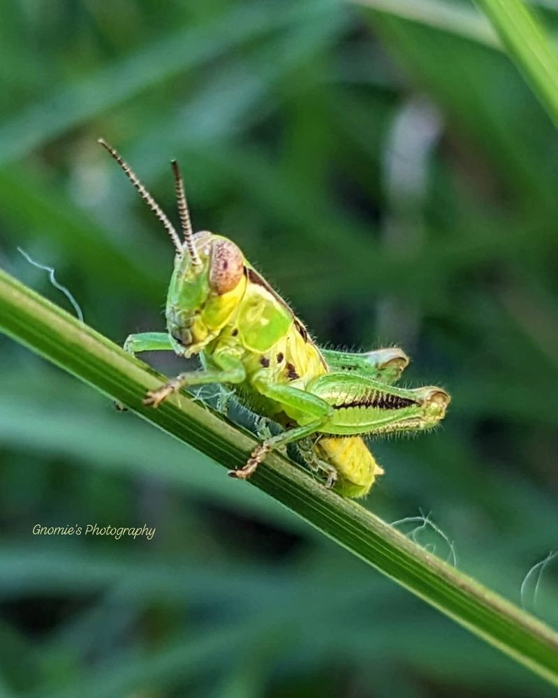 It's a grasshopper nymph perched on a blade of grass. 