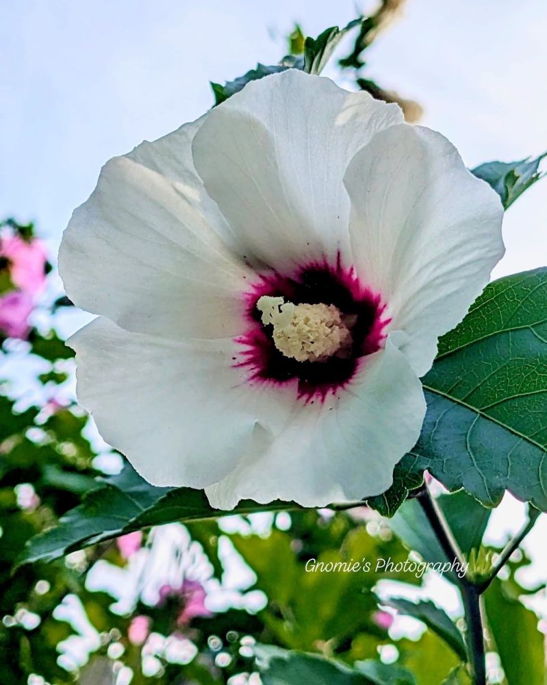 White Rose-of-Sharon hibiscus flower.