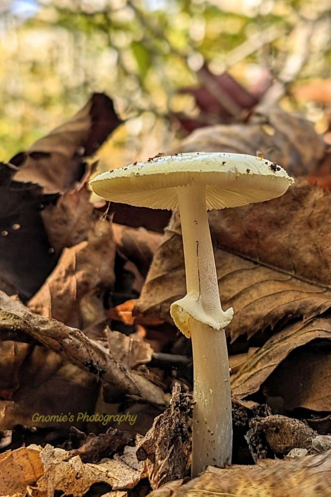 A tall white mushroom with visible gills nestled in the brown leaves. 