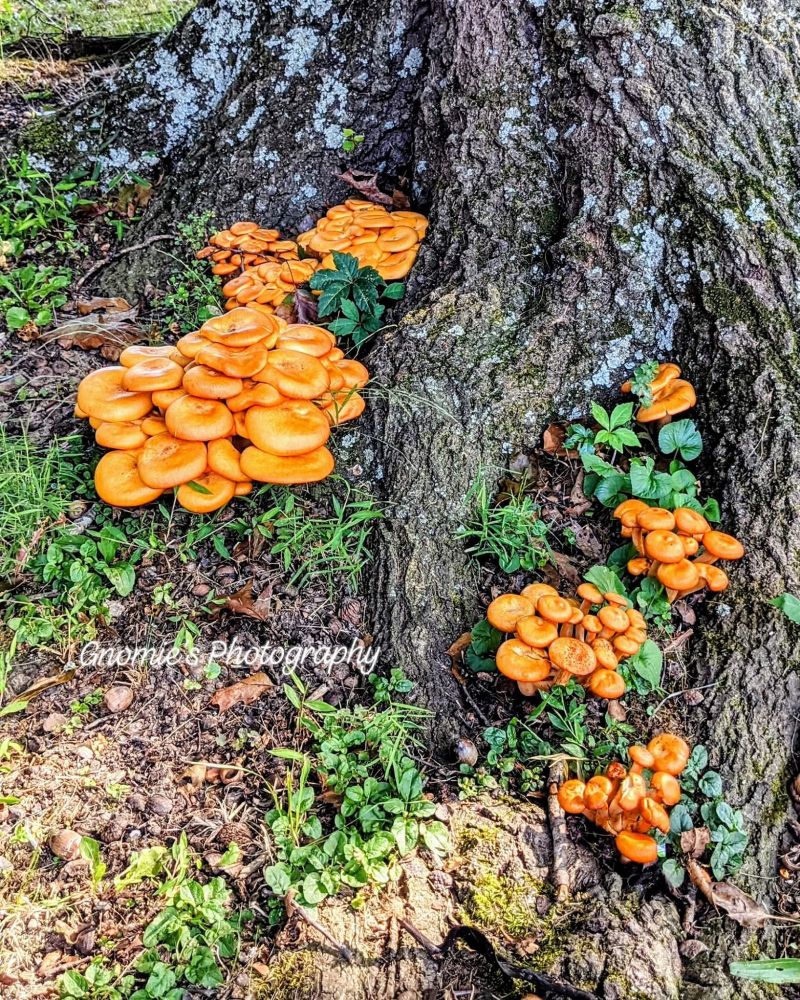 Beautiful orange mushrooms at the bar of an oak tree. 🍄🌿