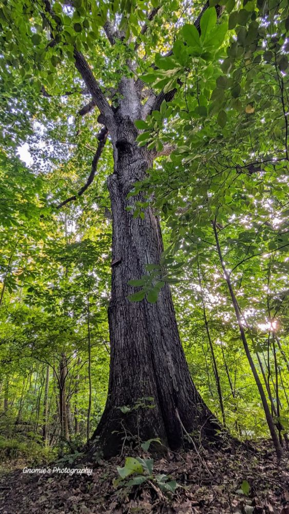 A very tall very thick black oak tree at the edge of the forest. 